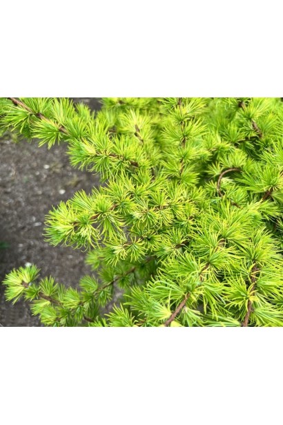 Модрина японська Меджик Голд 